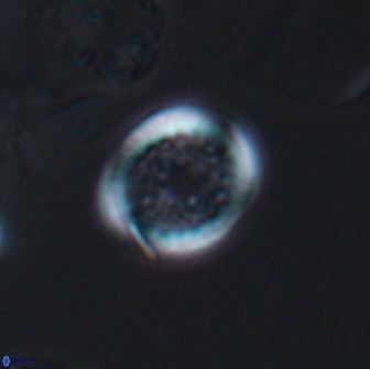 Cretarhabdus primus 12991