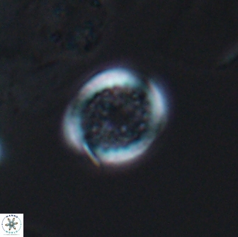 Cretarhabdus primus 12991