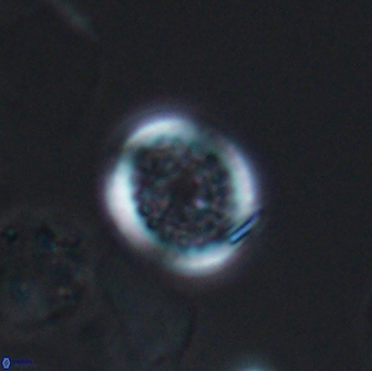 Cretarhabdus primus 12993