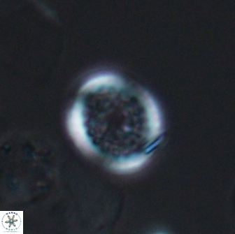 Cretarhabdus primus 12993