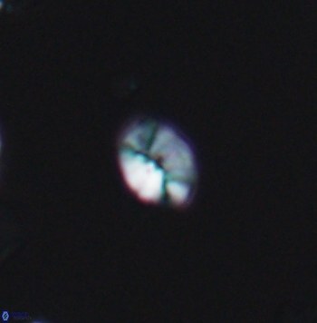 Crepidolithus parvulus 11198