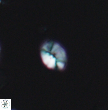 Crepidolithus parvulus 11198