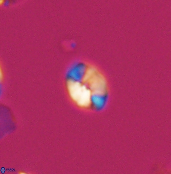 Crepidolithus parvulus 11199