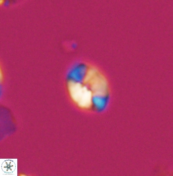 Crepidolithus parvulus 11199