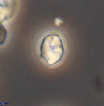 Crepidolithus parvulus 11204