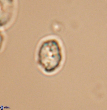 Crepidolithus parvulus 11205