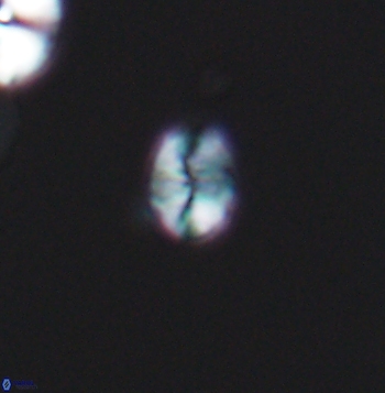 Crepidolithus parvulus 11200