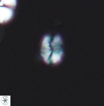 Crepidolithus parvulus 11200