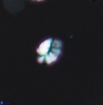 Crepidolithus parvulus 11202