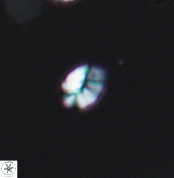 Crepidolithus parvulus 11202