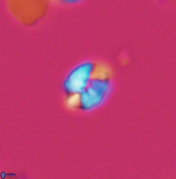 Crepidolithus parvulus 11203