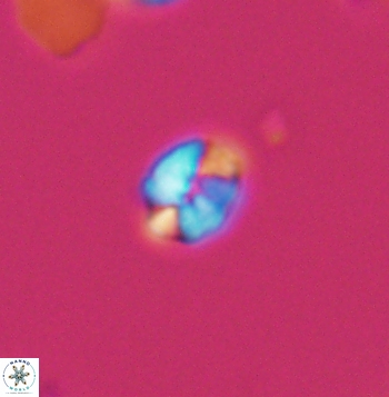 Crepidolithus parvulus 11203