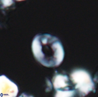 Crepidolithus perforatus 10988