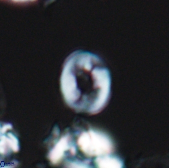 Crepidolithus perforatus 10990