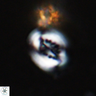 Cribrocentrum ornatus 15496