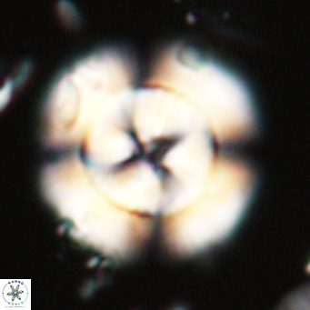 Cribrocentrum erbae VR 028209
