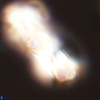 Cribrocentrum erbae VR 33675