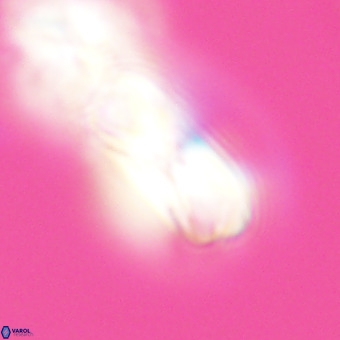 Cribrocentrum erbae VR 33676