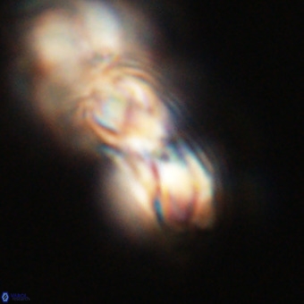 Cribrocentrum erbae VR 33678
