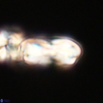 Cribrocentrum erbae VR 33679