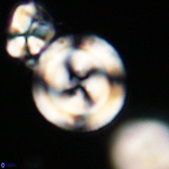 Cribrocentrum erbae VR 33672