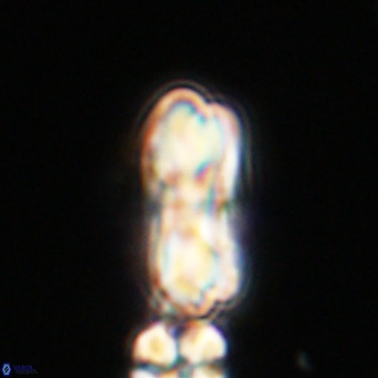 Cribrocentrum erbae VR 33685