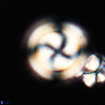 Cribrocentrum erbae VR 33686