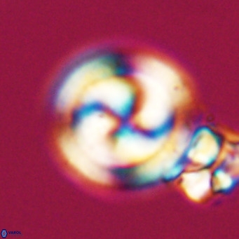 Cribrocentrum erbae VR 33687