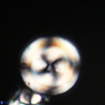 Cribrocentrum erbae VR 33689