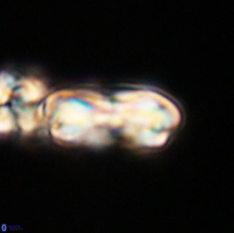 Cribrocentrum erbae VR 33681