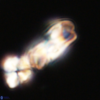 Cribrocentrum erbae VR 33682
