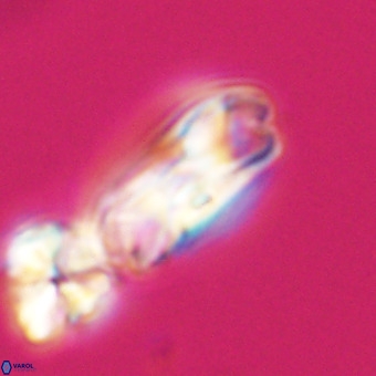 Cribrocentrum erbae VR 33683