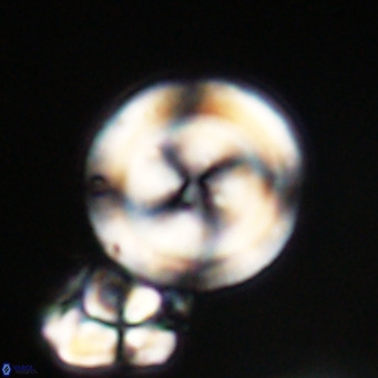 Cribrocentrum erbae VR 33690