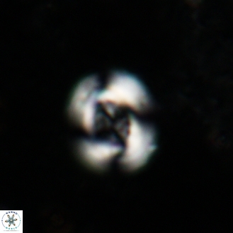 Cribrocentrum gartneri 38