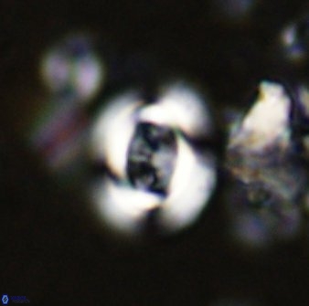 Cribrocentrum albitectus 48925