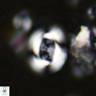 Cribrocentrum albitectus 48925