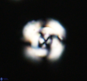 Cribrocentrum reticulatum VR 33785