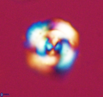 Cribrocentrum reticulatum VR 33786