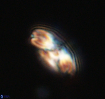 Cribrocentrum reticulatum VR 33788