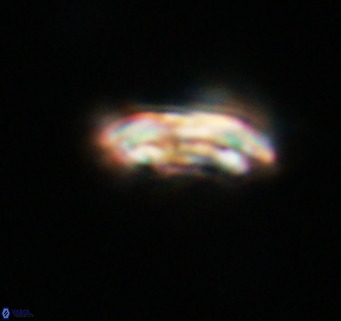 Cribrocentrum reticulatum VR 33789