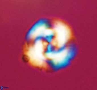 Cribrocentrum reticulatum VR 33795
