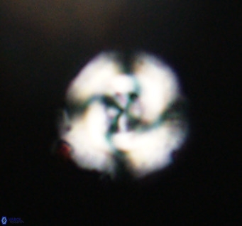 Cribrocentrum reticulatum VR 33796