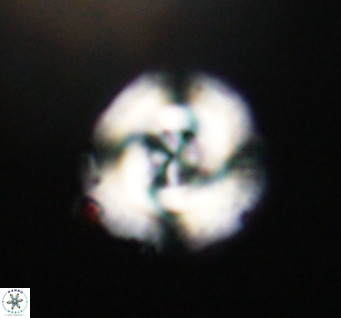 Cribrocentrum reticulatum VR 33796