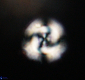 Cribrocentrum reticulatum VR 33797