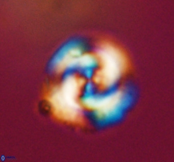 Cribrocentrum reticulatum VR 33798