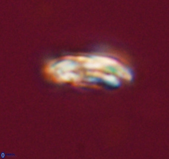 Cribrocentrum reticulatum VR 33790