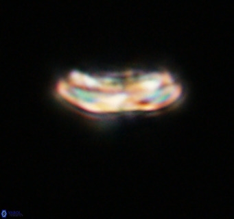 Cribrocentrum reticulatum VR 33793