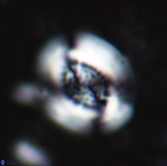 Cribrocentrum retiformis 14959