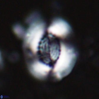 Cribrocentrum retiformis 14960