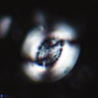 Cribrocentrum retiformis 14962